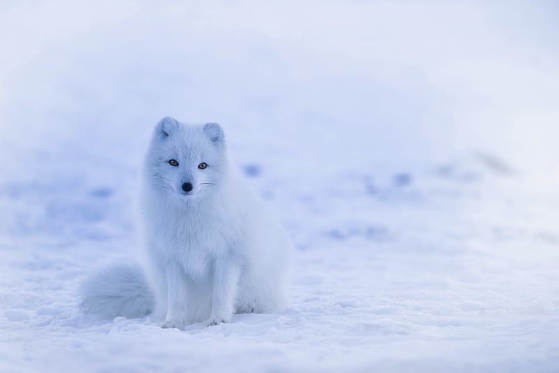 Arctic Wildlife