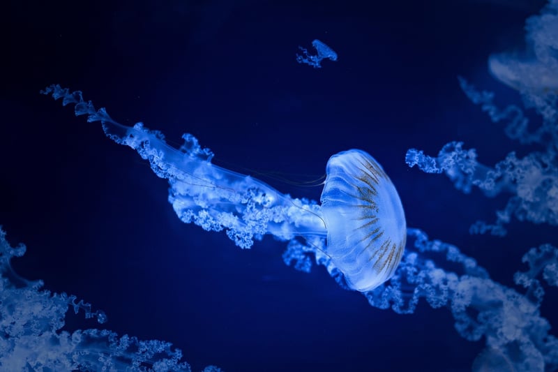 Deep Sea Discoveries