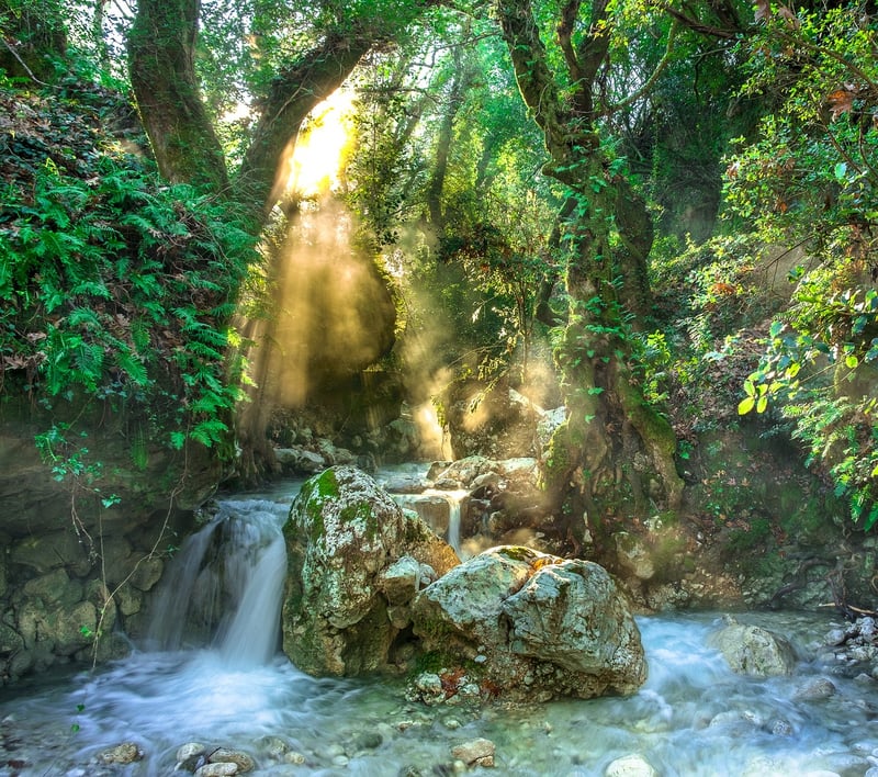 Rainforest Discovery